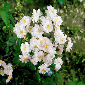 Collection de 2 Rosiers lianes Immensee blanc et Petite duchesse - Rosa x wichuraiana Petite Duchesse , Immensee - Willemse
