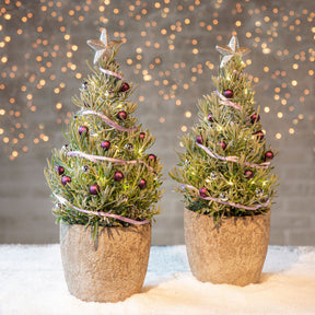Plantes d'intérieur - Lavande de Noël - Lavandula angustifolia Christmas Tree