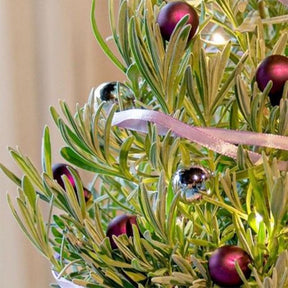 Lavandula angustifolia Christmas Tree - Lavande de Noël - Plantes d'intérieur