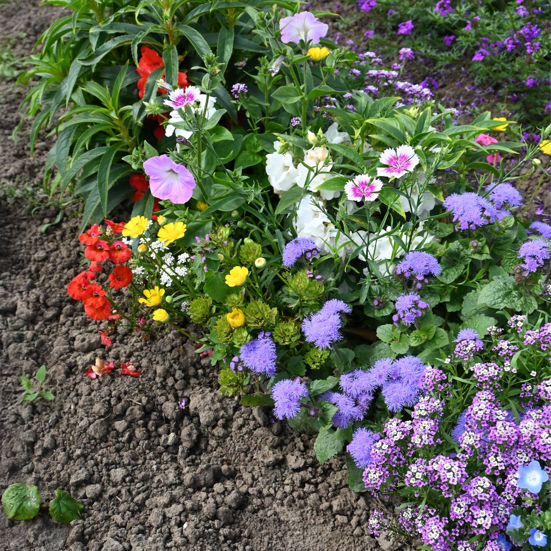 Tapis de fleurs spécial jardinières - Willemse
