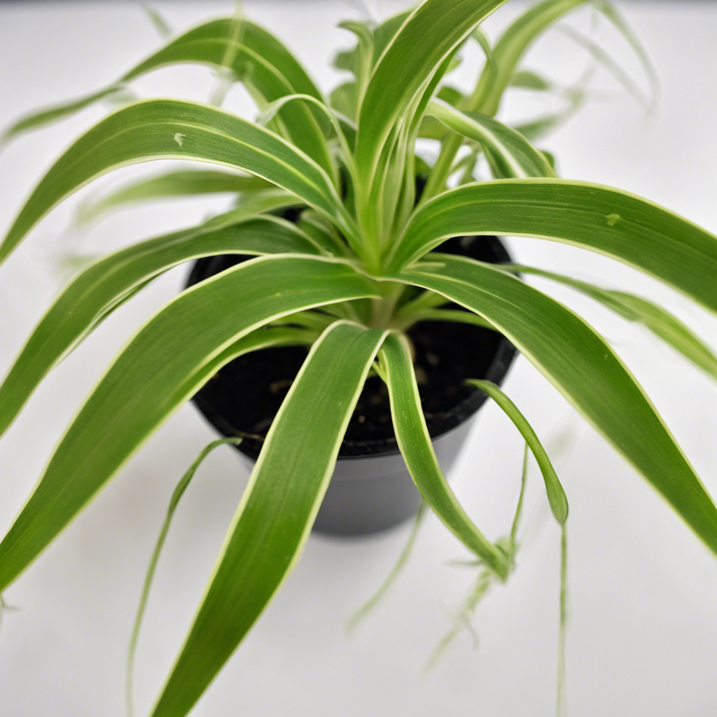 Guide pour rempoter un chlorophytum-1_YZ.png__PID:d6877d9d-979d-4e51-a253-3374467afa31