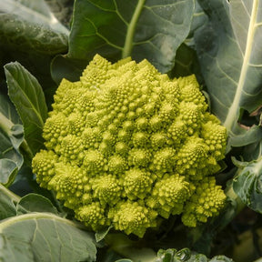 Choux - Chou brocoli Romanesco - Brassica oleracea botrytis romanesco
