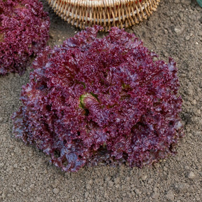Lactuca sativa lollo rossa - Laitue Lollo Rossa - Laitue
