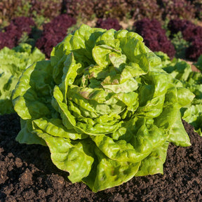 Lactuca sativa Reine de Mai - Laitue pommée Reine de Mai - Laitue