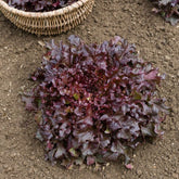 Laitue Red Salad Bowl - Willemse