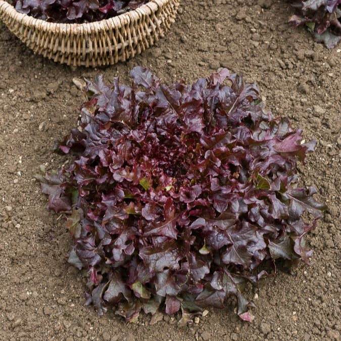 Laitue Red Salad Bowl - Willemse
