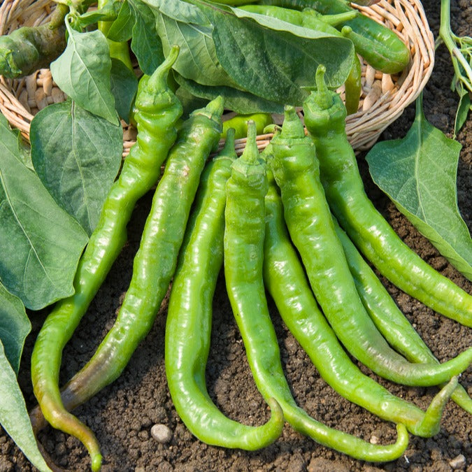 Piment Doux très long des Landes - Capsicum annuum doux très long des landes - Willemse