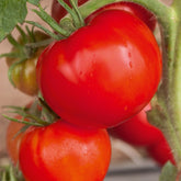 Tomate Saint Pierre - Willemse