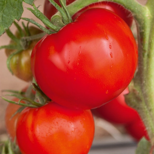 Tomate Saint Pierre - Willemse