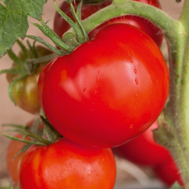 Tomates - Collection de Tomates savoureuses - Collection 3 tomates savoureuses (coeur de boeuf, saint pierre, san m