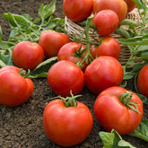 Tomate Montfavet 63/5 F1 - Willemse