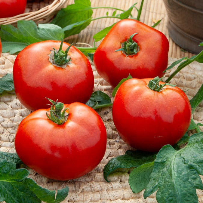 Tomates - Collection de Tomates - Collection 4 tomates : Rose de Berne, Roma, Merveille des marchés, Sw