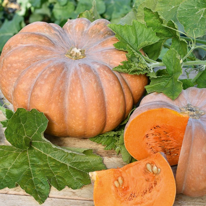 Courge Musquée de Provence - Willemse