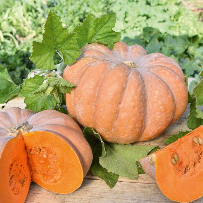 Courge Musquée de Provence - Cucurbita moschata musquée de provence - Willemse