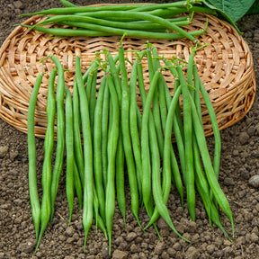 Collection de 3x100g de haricots nains contender, king horn wax, ai - Collection d'Haricots nains - Haricots nains mangetout