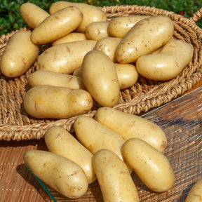 Solanum tuberosum amandine - 25 Pommes de terre Amandine - Plants de Pommes de Terre