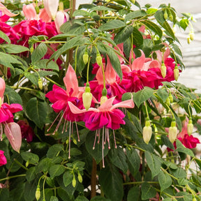 3 Fuchsias à fleurs géantes Bella Rosella - Fuchsia Bella Rosella - Willemse