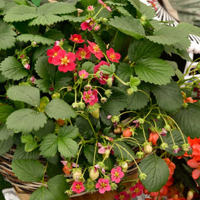 3 Fraisiers remontants à fleurs roses Toscana - Fragaria x ananassa toscana - Willemse