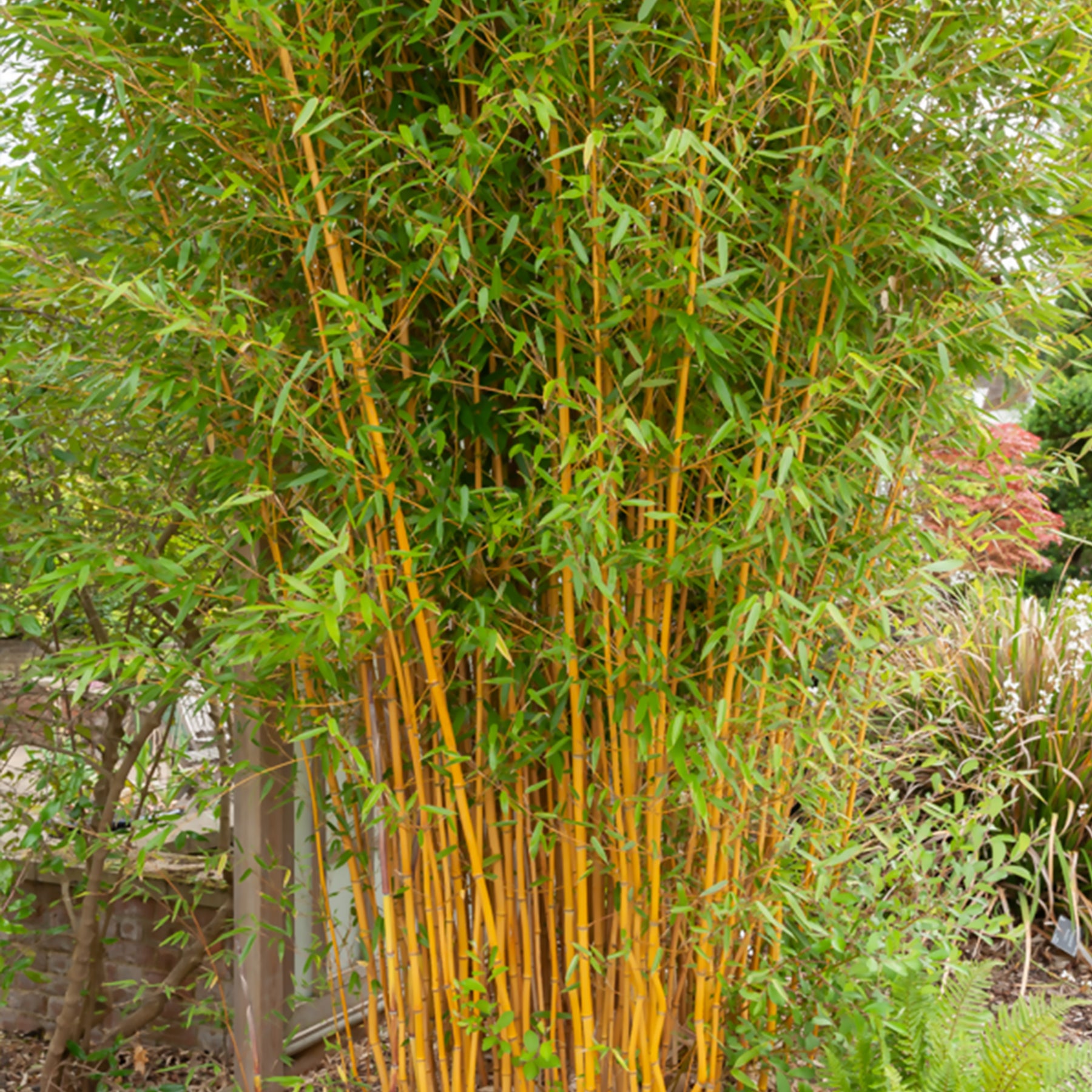 Phyllostachys bissetii, aureosulcata Aureocaulis, Fargesia scabrida Asian Wonder - Collection de 3 Bambous traçants : vert, jaune, rouge - Bambous