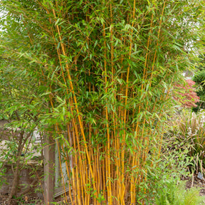 Phyllostachys bissetii, aureosulcata Aureocaulis, Fargesia scabrida Asian Wonder - Collection de 3 Bambous traçants : vert, jaune, rouge - Bambous