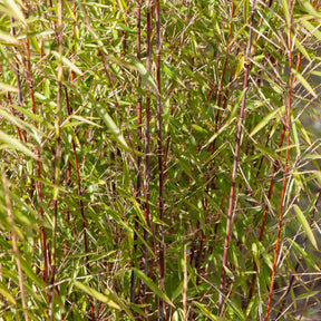 Bambous - Collection de 3 Bambous traçants : vert, jaune, rouge - Phyllostachys bissetii, aureosulcata Aureocaulis, Fargesia scabrida Asian Wonder