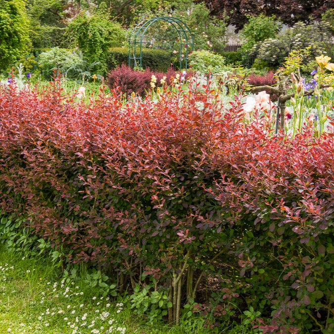 Haie de Berberis rouges - Willemse