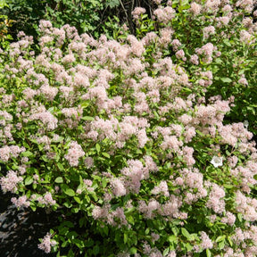Céanothes - Lilas de Californie - Collection de 2 Céanothes - Ceanothus impressus victoria, ceanothus x pallidus