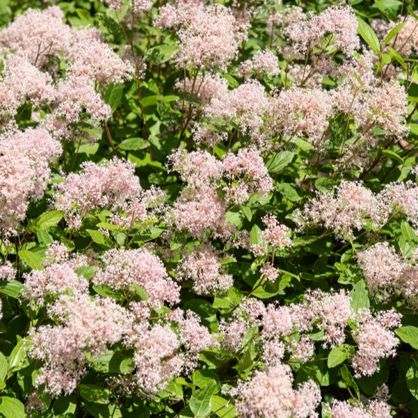 Céanothe Marie Simon - Ceanothus x pallidus marie simon - Willemse
