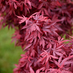 Erable du Japon - Erable du Japon Shaina - Acer palmatum Shaina