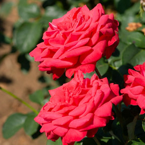 Rosier sur tige Dame de Coeur - Rosa dame de coeur - Willemse