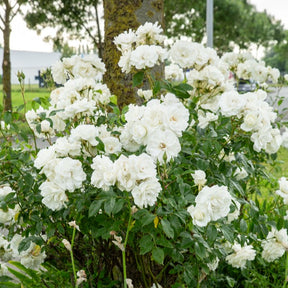 Rosiers sur tige - Rosier sur tige Korbin - Rosa korbin