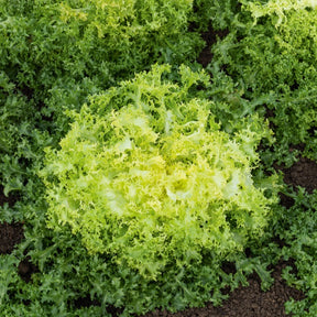 Chicorée frisée De Ruffec - Willemse
