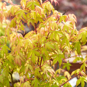 Erable du Japon Katsura - Willemse