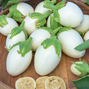 Aubergines - Aubergine Blanche ronde à oeufs - Solanum melongena blanche ronde à oeufs