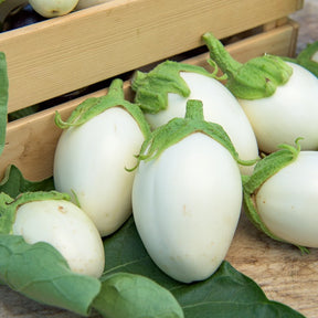 Aubergine Blanche ronde à oeufs - Solanum melongena blanche ronde à oeufs - Willemse