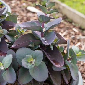 Sedum Perle bleue - Willemse