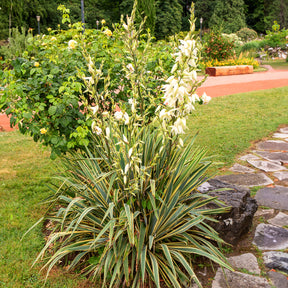 Yucca panaché - Willemse