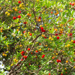 Vente Arbousier - Arbutus unedo