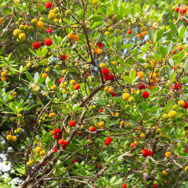 Vente Arbousier - Arbutus unedo