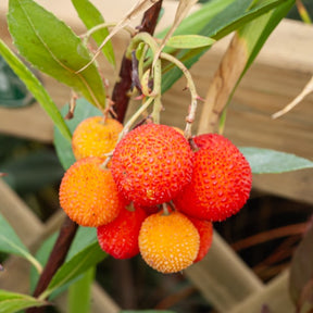 Arbousier - Arbousier - Arbutus unedo