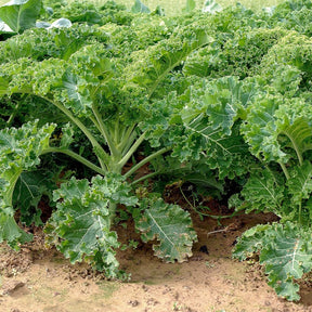Chou frisé Vert demi nain Kale - Brassica oleracea vert demi nain - Willemse