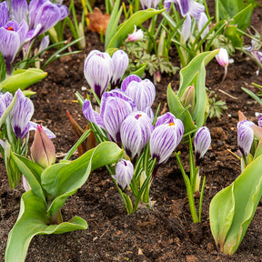 15 Crocus Pick Wick - Crocus vernus pick wick - Willemse