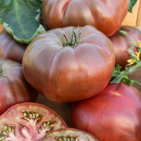 Tomate Noire de Crimée - Willemse