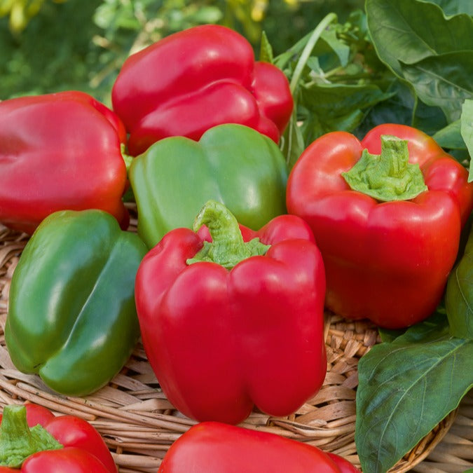 Cucurbita pepo, Solanum melongena, Capsicum annuum, Solanum lycopersicum - Collection de légumes du soleil - Collections de graines