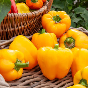 Capsicum annuum California Wonder yellow - Poivron California Wonder Yellow - Poivrons