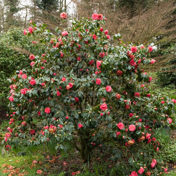 Camélia du Japon à fleurs doubles rose - Camellia Mathotiana rosea - Willemse