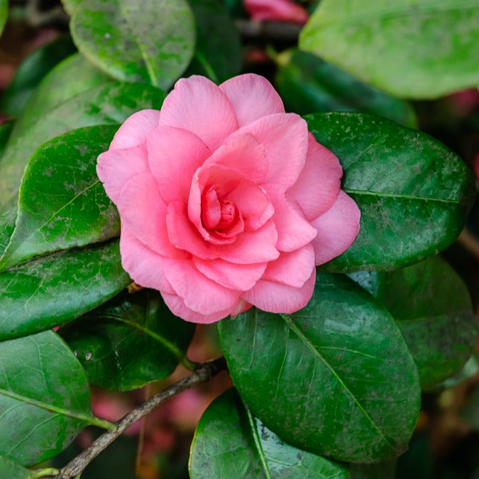 Vente Camélia du Japon à fleurs doubles rose - Camellia Mathotiana rosea