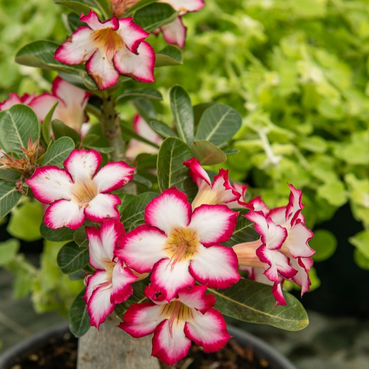 Rose du désert et son cache-pot blanc ELHO - Adenium obesum - Willemse