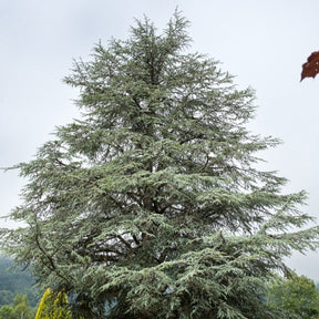 Vente Cèdre bleu de l'Atlas
