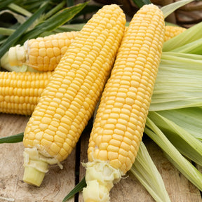 Zea mays golden bantam - Maïs sucré Golden Bantam Bio - Graines de fruits et légumes Bio